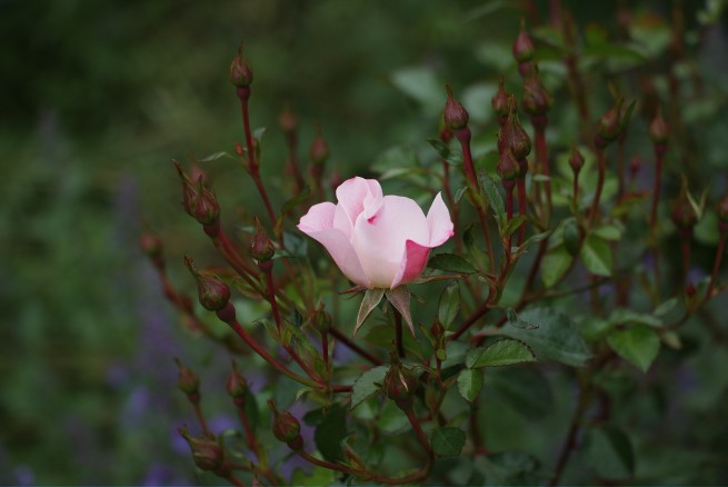 Pink rose and buds 2016-05-22 13.41.11
